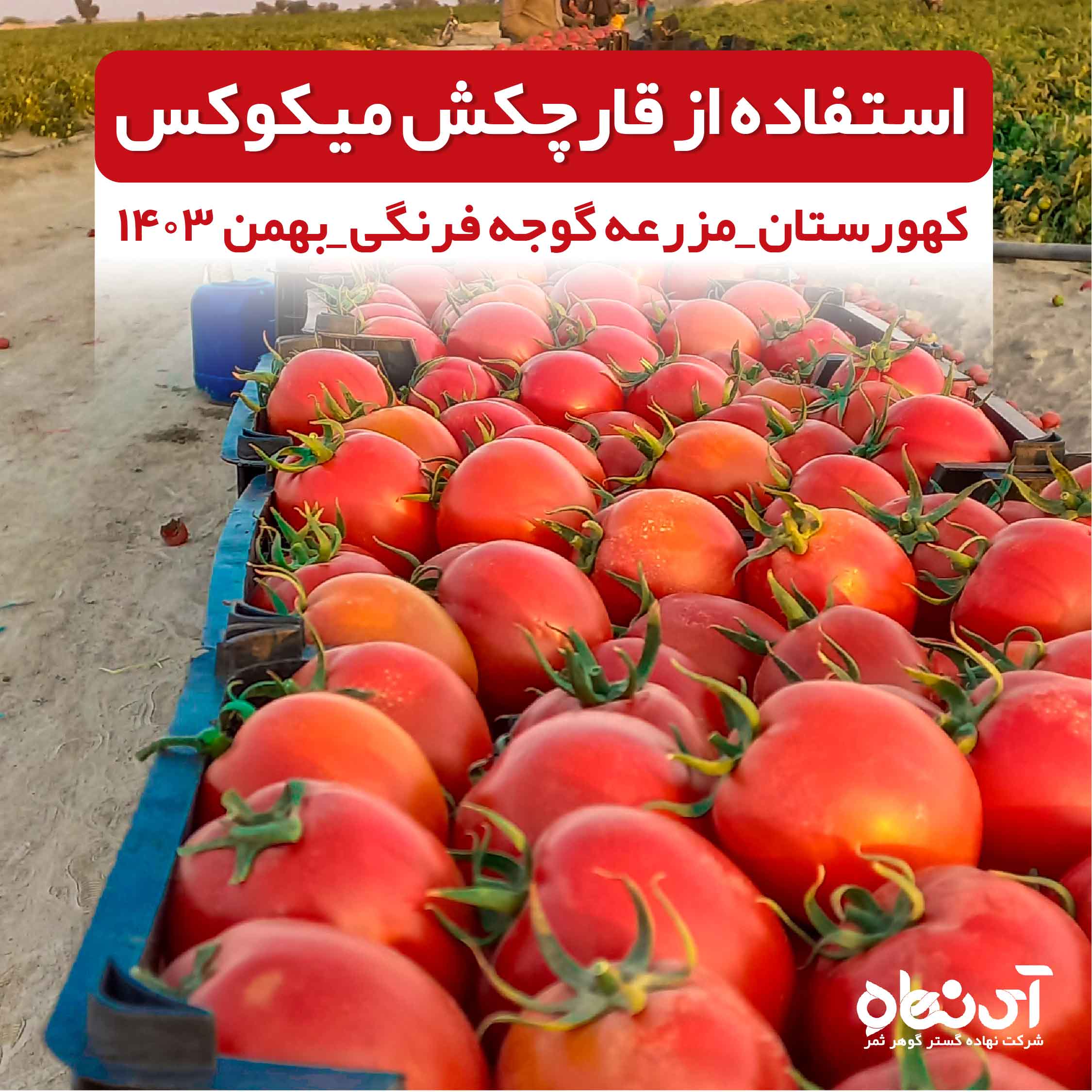 استفاده از قارچکش میکوکس